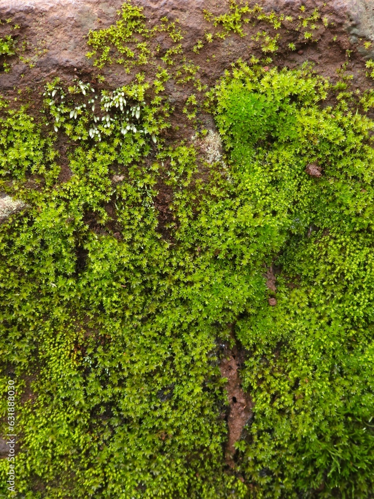 green moss on the stone green moss on the stone