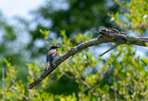 bird on a branch photo