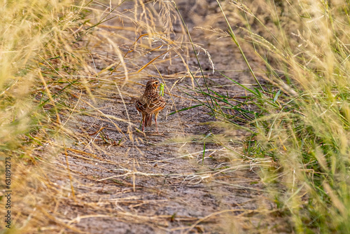 A Bush lark with grasshopper photo