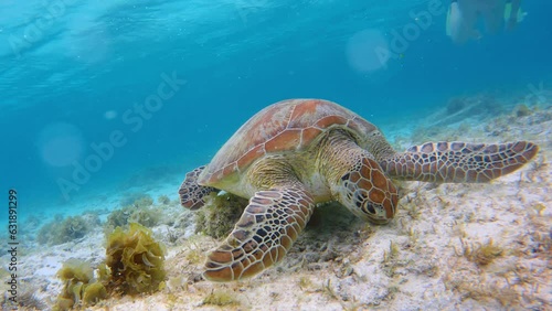 Woman snorkeler looking to sea hawk turtle biting algae and eat on the sandy reef bottom of the ocean. A floating turtle underwater at bottom feeds on algae. Tourist watches an turtle. Glare of lens. photo
