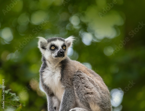 The ring-tailed lemur, Lemur catta is a large strepsirrhine primate and the most recognized lemur due to its long, black and white ringed tail.Like all lemurs it is endemic to the island of Madagascar