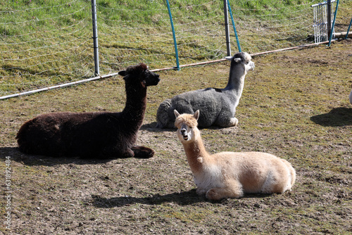 Three alpacas on a farm photo