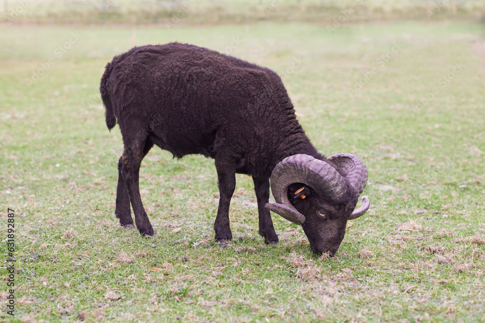 Freshly fleeced male ouessant sheep Freshly fleeced male ouessant sheep