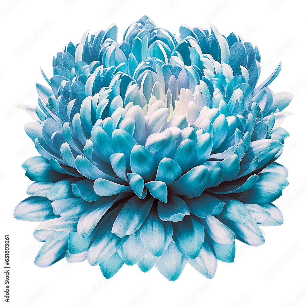 Flower   chrysanthemum flower  on white isolated background with clipping path. Closeup.. . Nature.