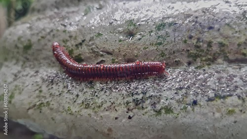 A wet trigoniulus corallinus or millipede crawling on the concrete wall photo