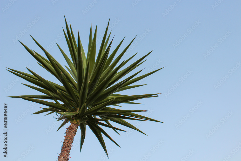 Naklejka premium palm tree against blue sky
