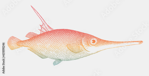 Longspine snipefish macroramphosus scolopax, subtropical  marine fish in side view