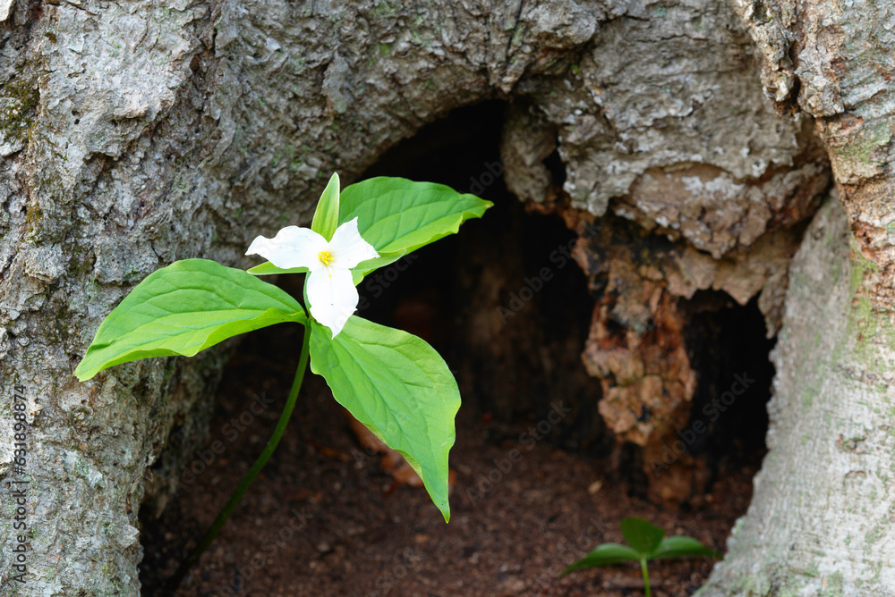 white trillium growing out of a hollowed tree trunk
