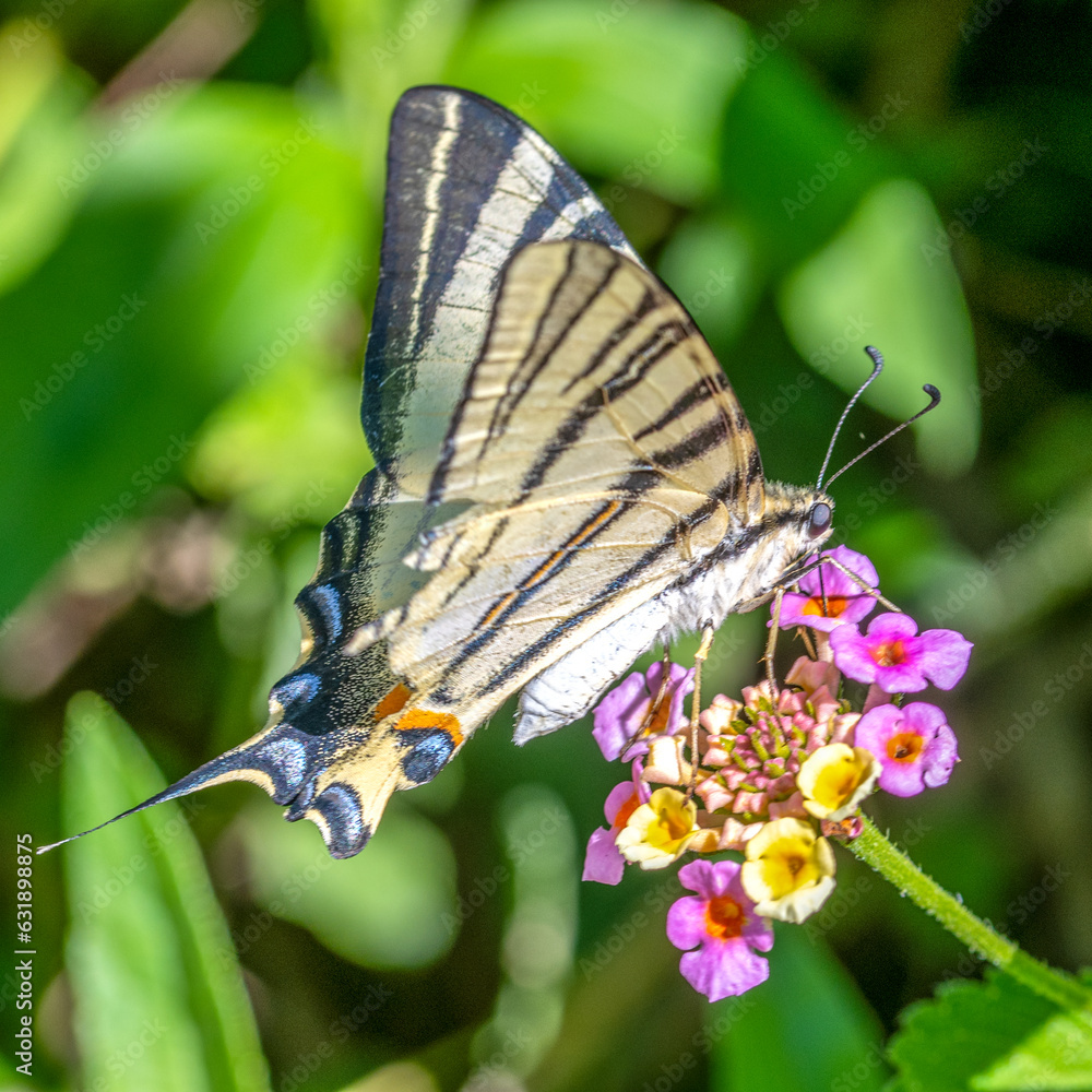 Un superbe papillon Machaon ou Papilio machaon en train de butiner sur