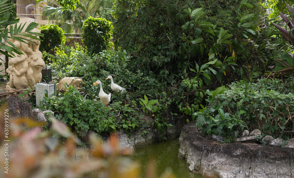 Two geese in a green flower bed Two geese in a green flower bed