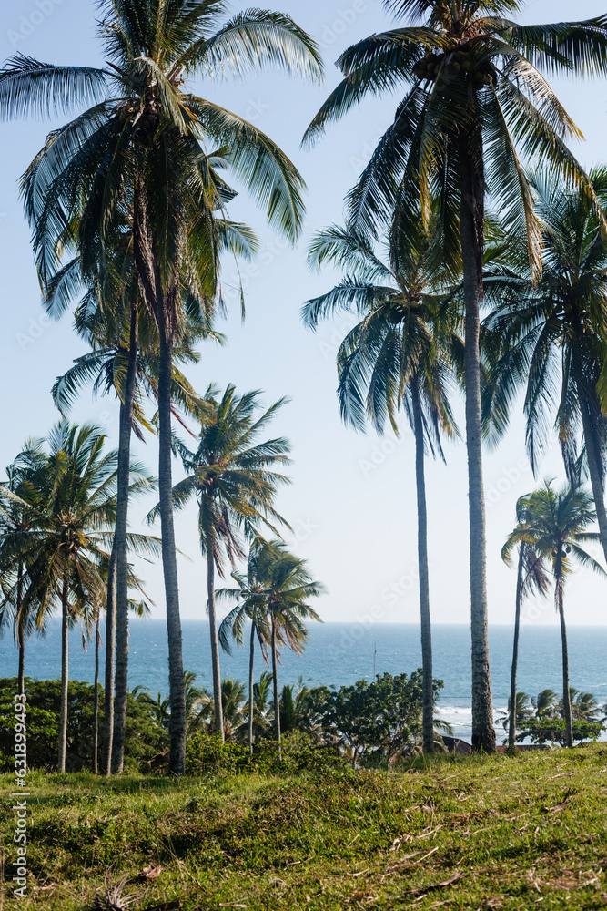 Tall tropical palm trees on a hill against the backdrop of the ocean
