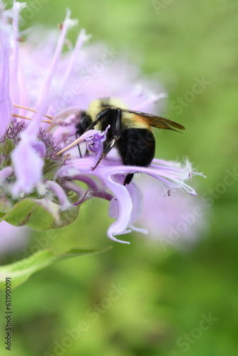 Bombus affinis, Rusty patched bumble bee, on bee balm, Monarda fistulosa