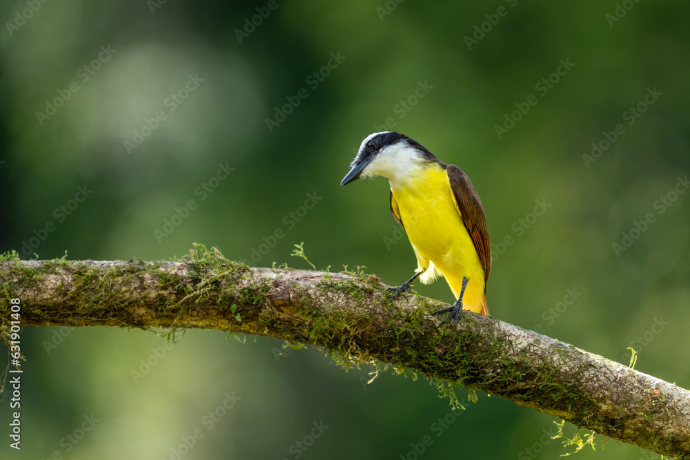 Obraz premium Great Kiskadee (Pitangus sulphuratus) perching in the tropical rainforest - stock photo