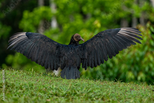 Black Vulture  Coragyps atratus  drying their wings - stock photo