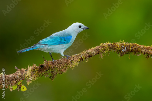 Sayaca tanager (Thraupis sayaca) in the rainforest of Costa Rica, perched on a branch - stock photo photo