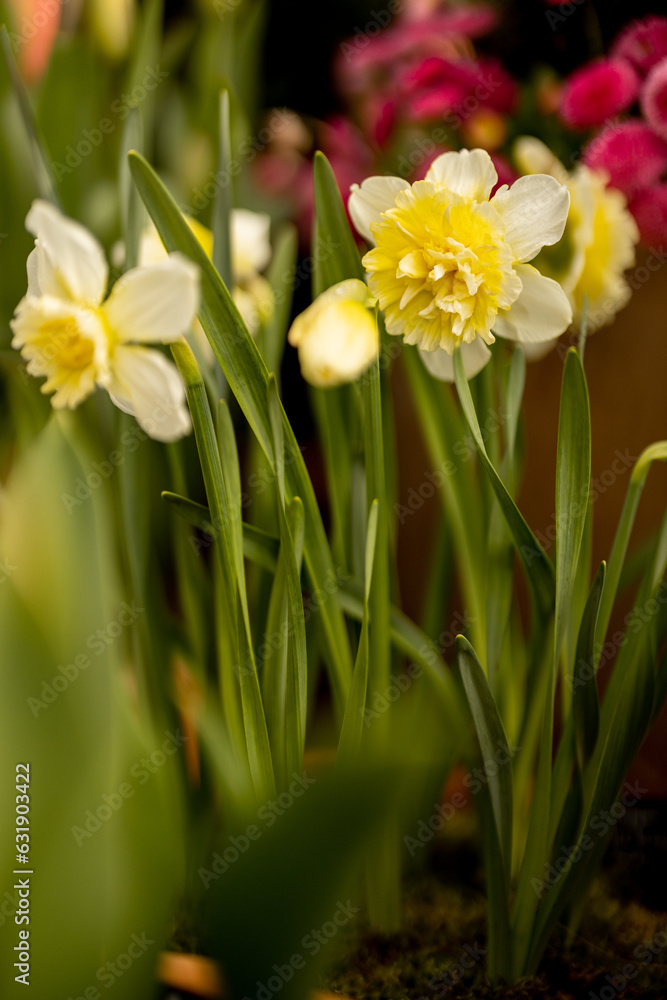 Close-up of narcissus flowers blooming