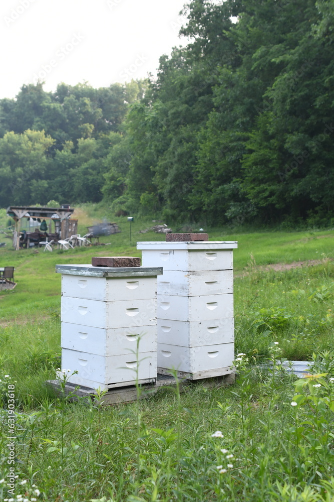 Honey bee colonies, a pair of bee hives sitting on a stand in a pasture Honey bee colonies, a pair of bee hives sitting on a stand in a pasture