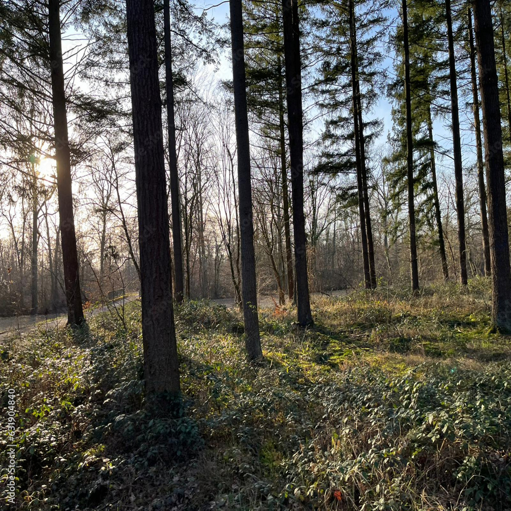 Fototapeta premium German Nature