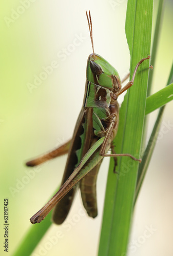 Admirable Grasshopper (Syrbula admirabilis) resting on grass with a white background. Photographed in Arkansas, USA.   photo