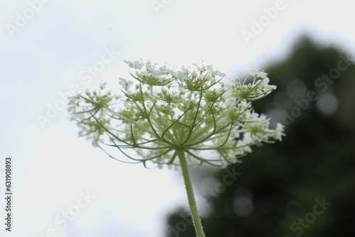 Close up of the underside of Queen Anne's Lace against the sky