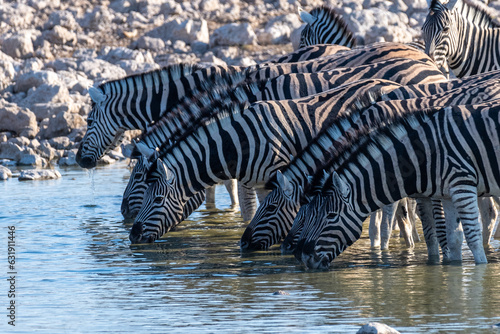 A group of Burchell's Plains zebra -Equus quagga burchelli- drinking from a waterhole on the plains of Etosha National Park, Namibia.