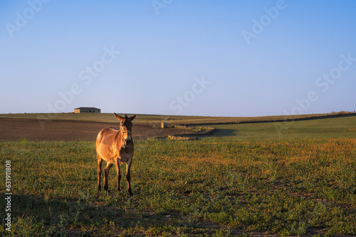 Mule in Andalusian Meadow at Sunset, Pozoblanco