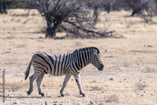A telephoto shot of a Burchell s Plains zebra -Equus quagga burchelli- on the plains of Etosha National Park  Namibia.