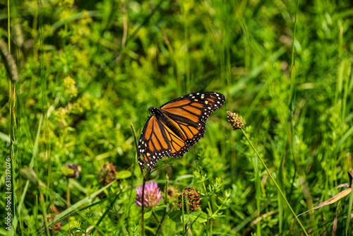 monarch butterfly on flowers © Gerard