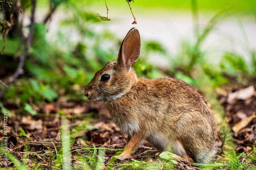 Fototapeta premium Rabbit in the grass