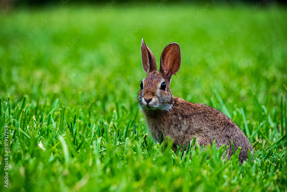 Naklejka premium rabbit in the grass
