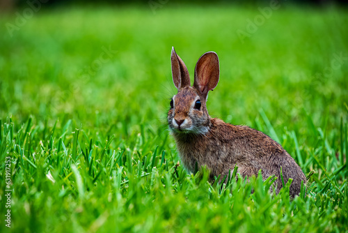 rabbit in the grass