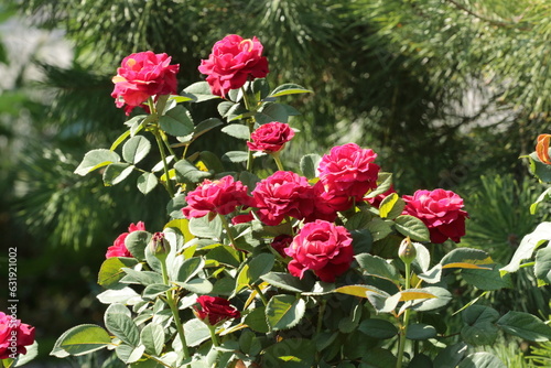 red roses on the street 