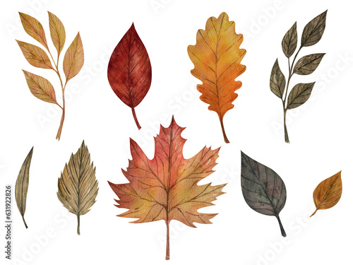 Set of watercolor leaves, hand painted illustration of floral elements isolated on a white background. Leaves of maple, aspen, ash, birch, oak in autumn colors for decoration of seasonal cliparts.