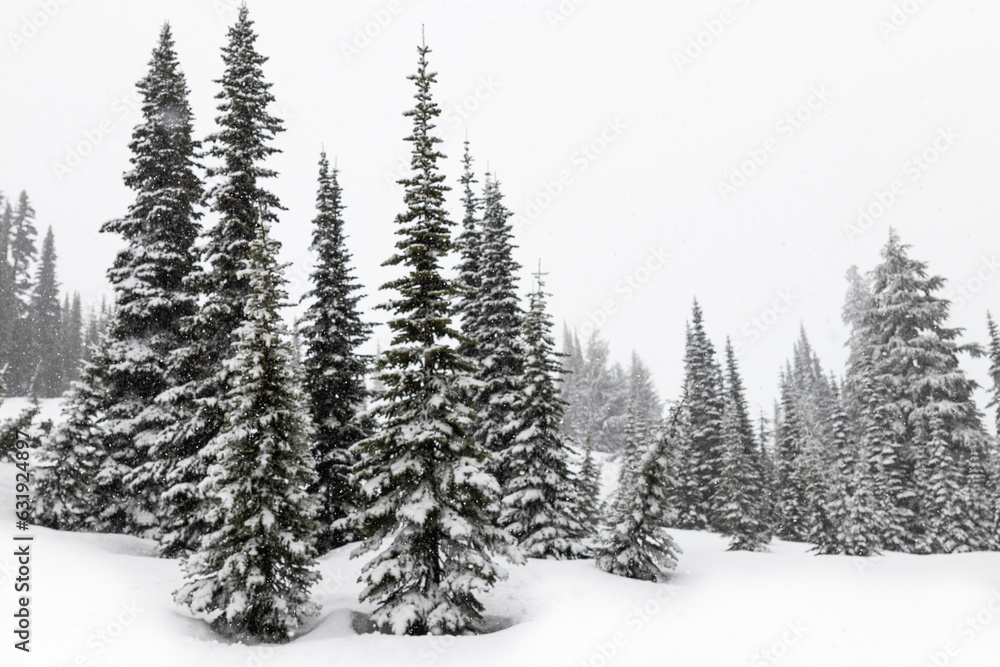 Winter Wonderland on Mount Rainier, Climbing Mount Rainier Washington. Hiking Gifford Pinchot National Forests in Snow Covered Fir and Mountain Hemlock Trees in a Christmas Wonderland of North America