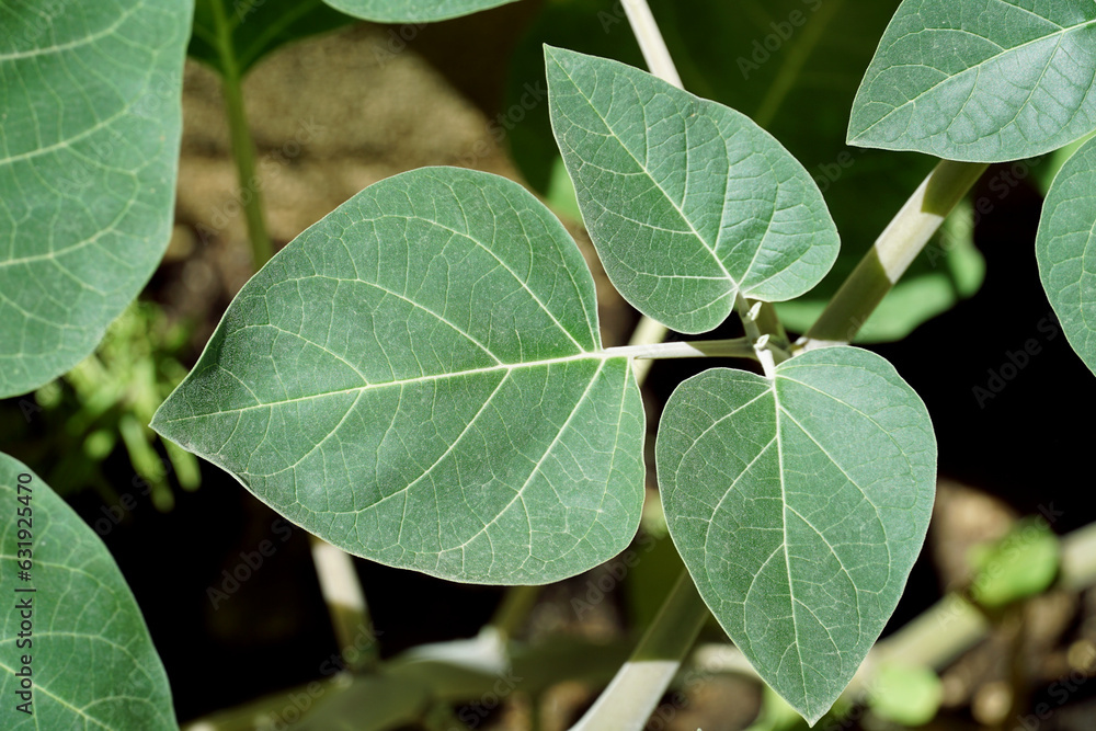 Leaves of a domestic ornamental plant in the garden illuminated by the sun Leaves of a domestic ornamental plant in the garden illuminated by the sun