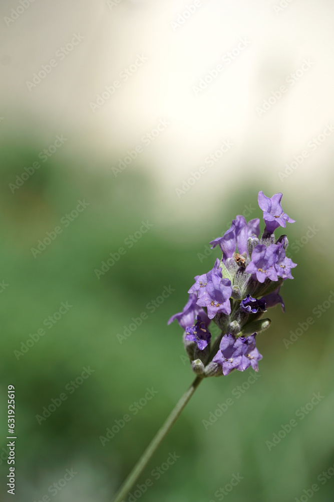 Obraz premium Flower of flowering organic lavender plant enlightened by sun close up