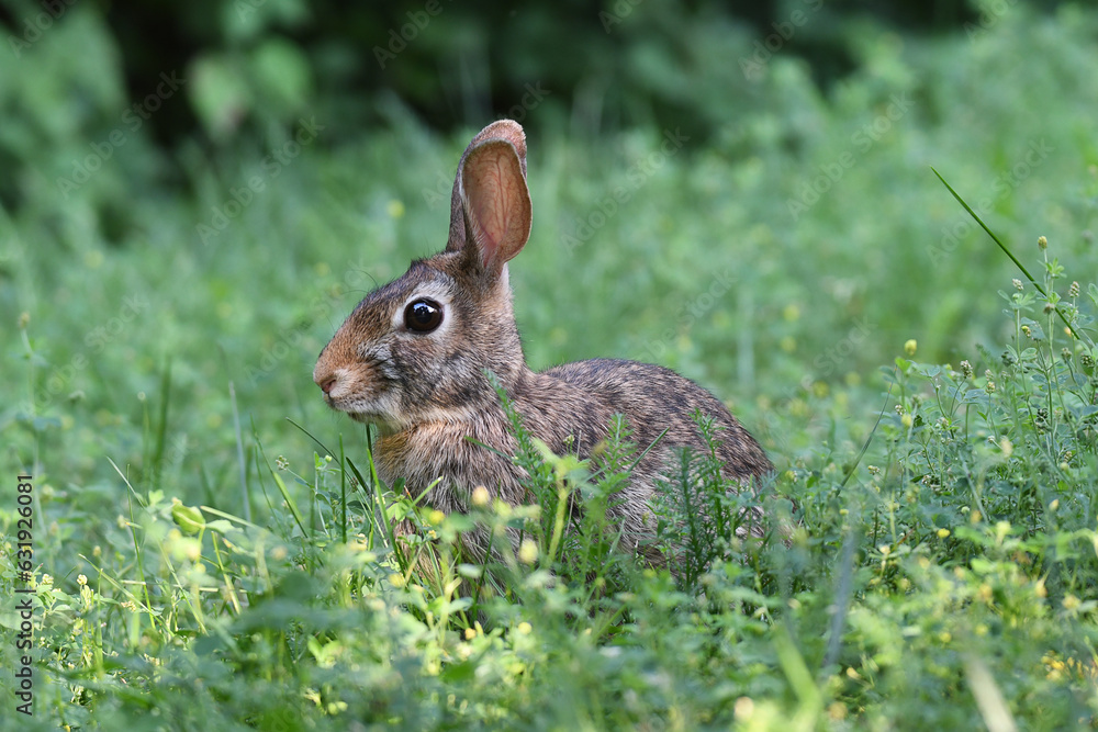 Fototapeta premium Eastern cottontail resting in the grass