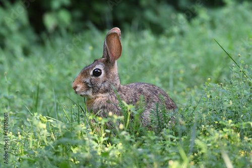 Eastern cottontail resting in the grass