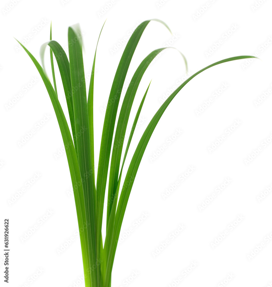 Green grass leaves. Green grass leaves.