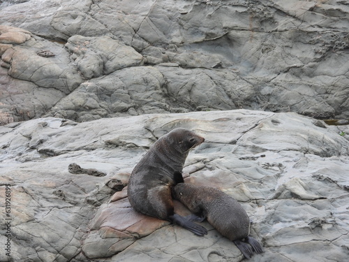 Mother seal and pup