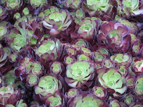 Purple and green succulents