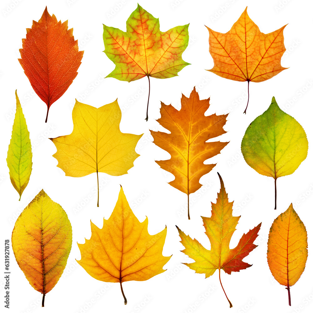 Collection beautiful colorful autumn leaves isolated on white background. Autumn background. Collection beautiful colorful autumn leaves isolated on white background. Autumn background.