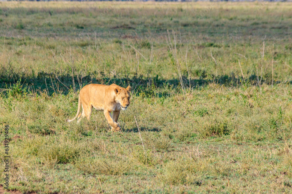 Lioness (Panthera leo) walking in savannah in Serengeti national park, Tanzania Lioness (Panthera leo) walking in savannah in Serengeti national park, Tanzania