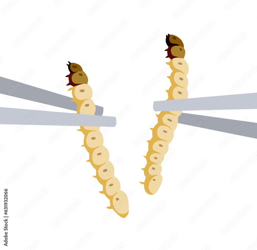 Fototapeta premium Edible larva. Eating caterpillar with chopsticks. Asian snack and street fast food. Source of insect protein