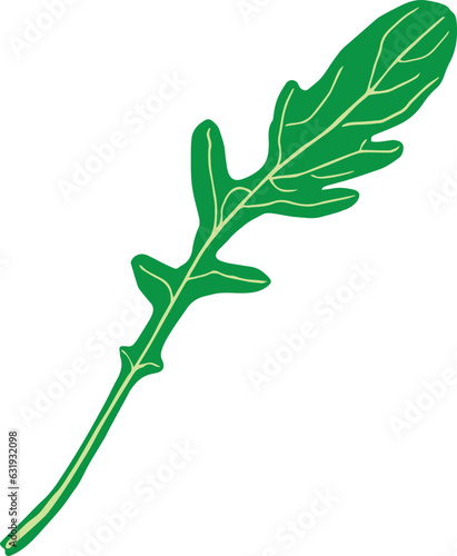 Hand drawn Arugula salad vegetables in vector. Illustration isolated.