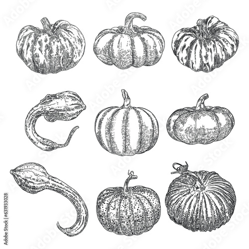 Set of Halloween pumpkins or gourds. Celebrating Jack O Lantern pumpkin. Traditional Halloween harvest symbol and autumn holiday decor. Hand drawing sketch. Vector.