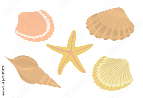 Sea shells and stars collection. Marine vector illustration of ocean shellfish.