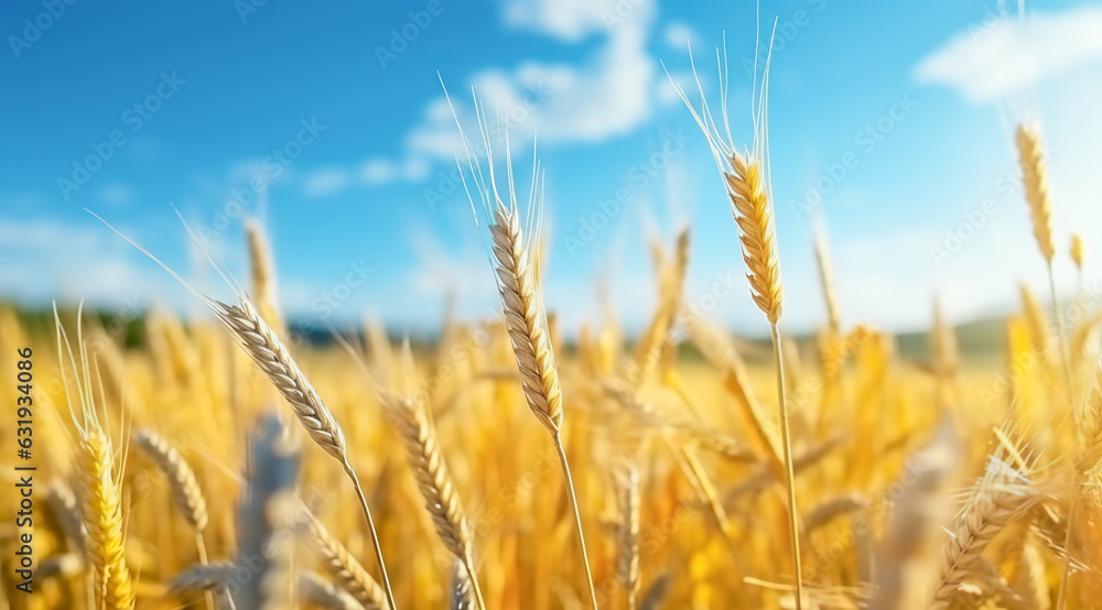  Close up of wheat ears, field of wheat in a summer day. Harvesting period
