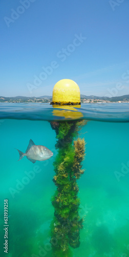 A yellow beacon buoy on the water surface overgrown by algae underwater and with a gray triggerfish, split view over and under water surface, Atlantic ocean, Spain, Galicia, Rias Baixas photo