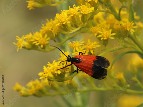 This diurnal moth is named the black-and-yellow Lichen Moth (Lycomorpha pholus), but as this picture shows, adults have a variety of colors. This adult is gathering nectar from goldenrod flowers. photo